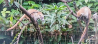 Coati - Nasenbär