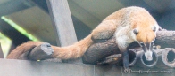 Coati - Nasenbär