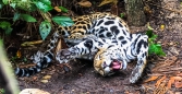 Jaguar... am liebsten möchte man ihn knuddeln ;)