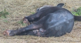 Dieser Tapir hat für heute sein Soll wohl erfüllt ;)