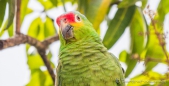 Red-lored Parrot - Rotstirn-Papagei