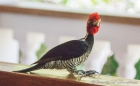 Lincated Woodpecker - Linienspecht