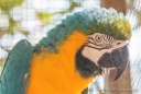 Macaw - Ara