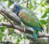 Parrot - Papagei