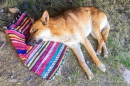 Camping-Hund im Hotel Oberland