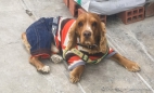 viele Hunde in La Paz tragen "Kleider"... es ist zum Kopf schütteln...