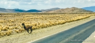 Lamas unterwegs
