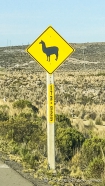 Lamas werden erwartet