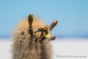 Vögel & Kakteen auf der Isla Incahuasi