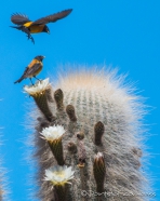 Vögel & Kakteen auf der Isla Incahuasi