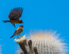 Vögel & Kakteen auf der Isla Incahuasi