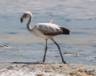 Laguna Hedionda - junger Flamingo