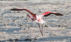 Laguna Hedionda - Flamingo-Ballett