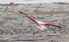 Laguna Hedionda - Flamingo-Ballett