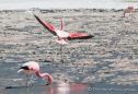 Laguna Hedionda - Flamingo-Ballett