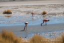 Laguna Hedionda