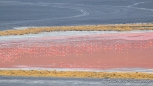 Laguna Colorada