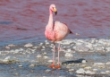 Laguna Colorada