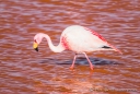 Laguna Colorada