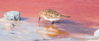 Laguna Colorada