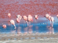 Laguna Colorada