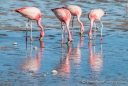 Laguna Colorada