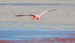 Laguna Colorada