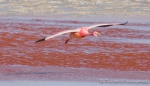 Laguna Colorada