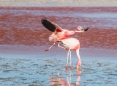 Laguna Colorada - Flamingo-Ballett