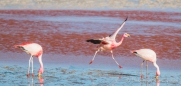 Laguna Colorada - Flamingo-Ballett