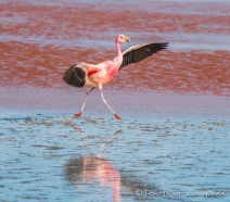 Laguna Colorada - Flamingo-Ballett