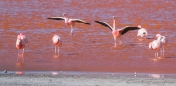 Laguna Colorada - Flamingo-Ballett