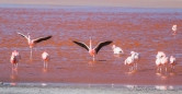 Laguna Colorada - Flamingo-Ballett