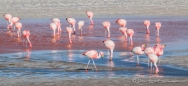 Laguna Colorada