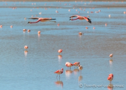 Laguna Hedionda