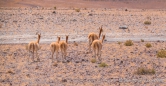 Vicuñas