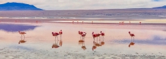 Laguna Colorada