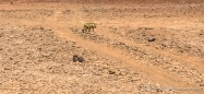 und tatsächlich läuft uns in dieser kargen Landschaft noch ein Fuchs über den Weg