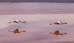 Laguna Colorada