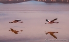 Laguna Colorada