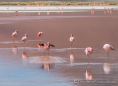 Laguna Colorada