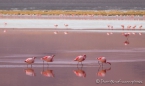 Laguna Colorada