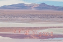 Laguna Colorada