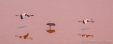 Laguna Colorada