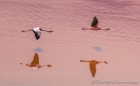 Laguna Colorada