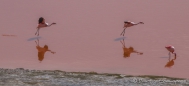 Laguna Colorada