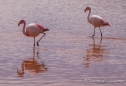 Laguna Colorada