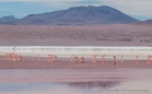 Laguna Colorada