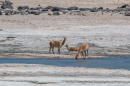 Vicuñas an der Laguna Blanca