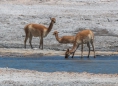 Vicuñas an der Laguna Blanca